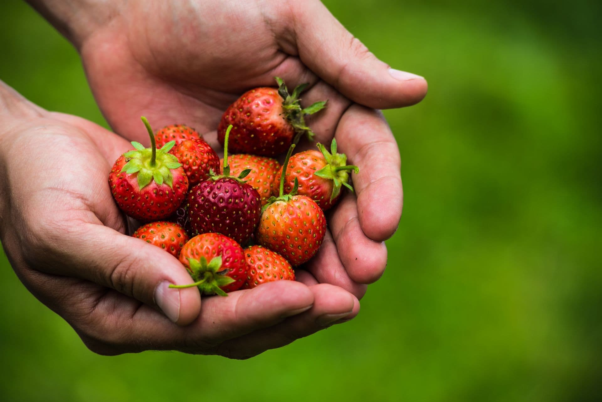 Chambers Flat Strawberry Farm