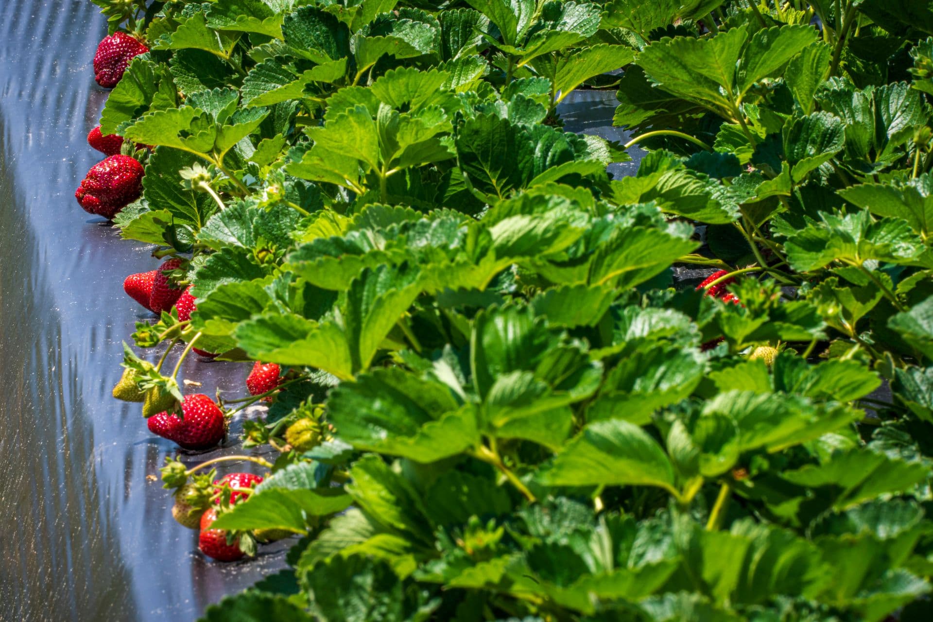 Ti Strawberry Farm
