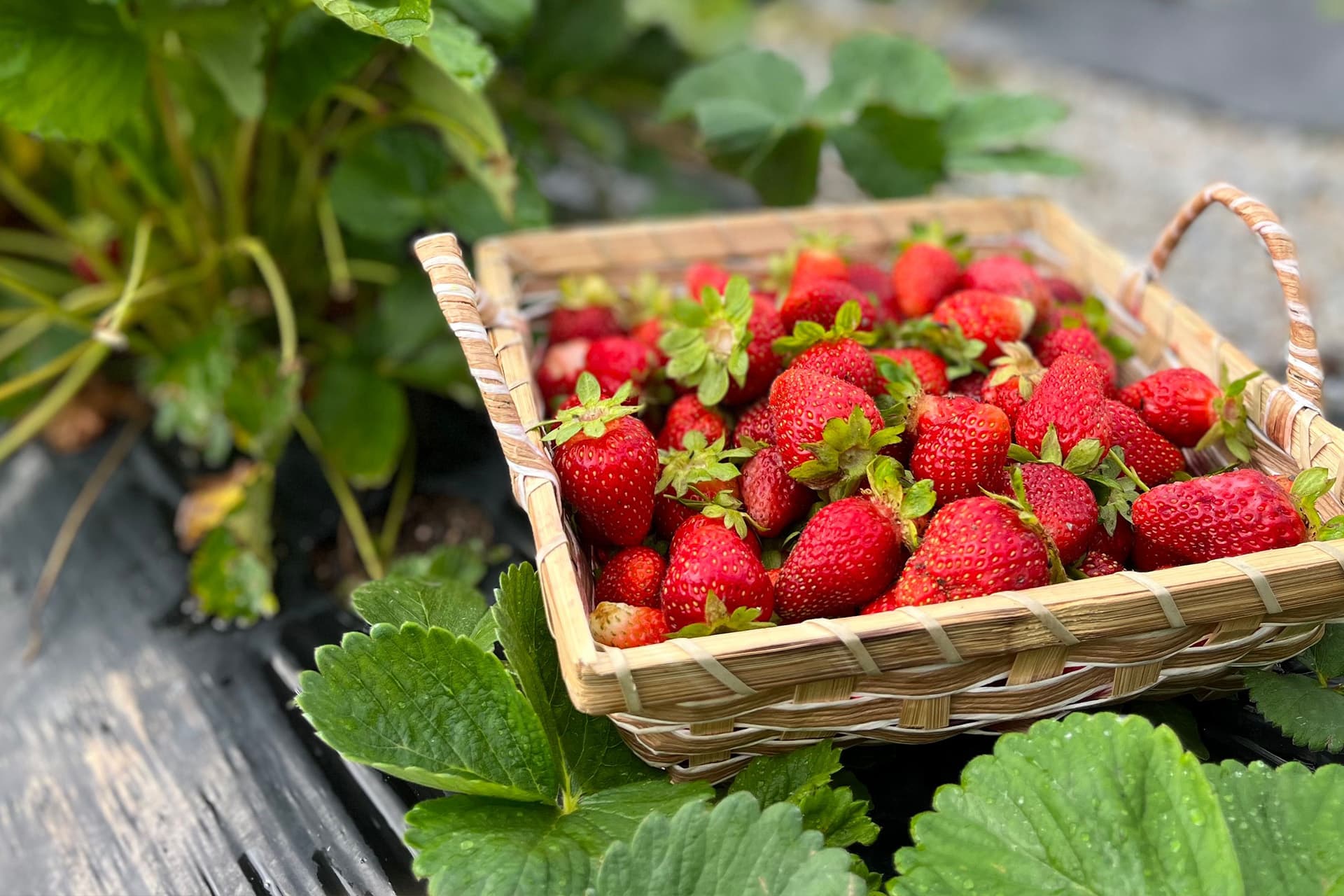 Rocky Creek Strawberry Farm