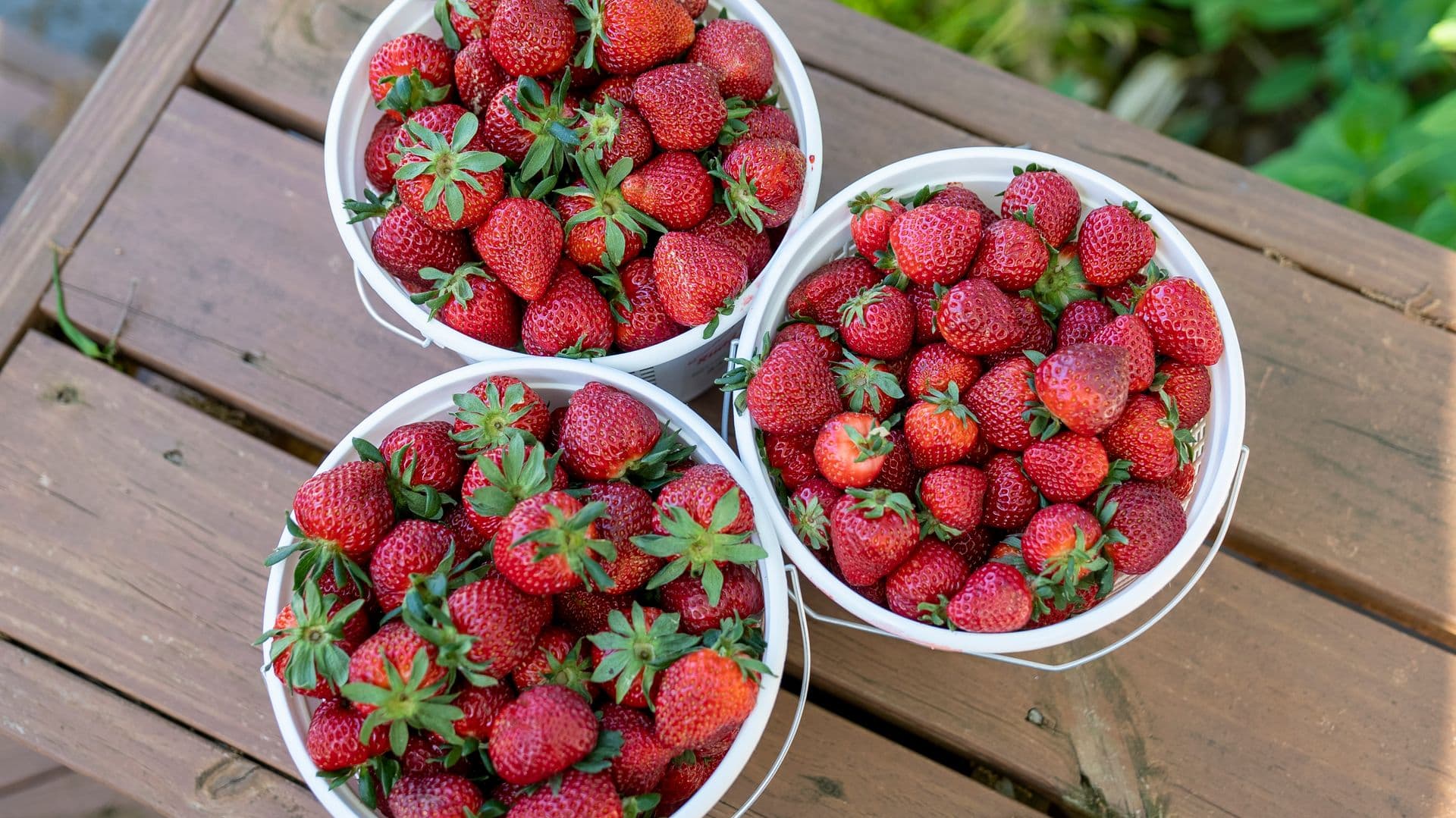 Russell Farm Strawberries
