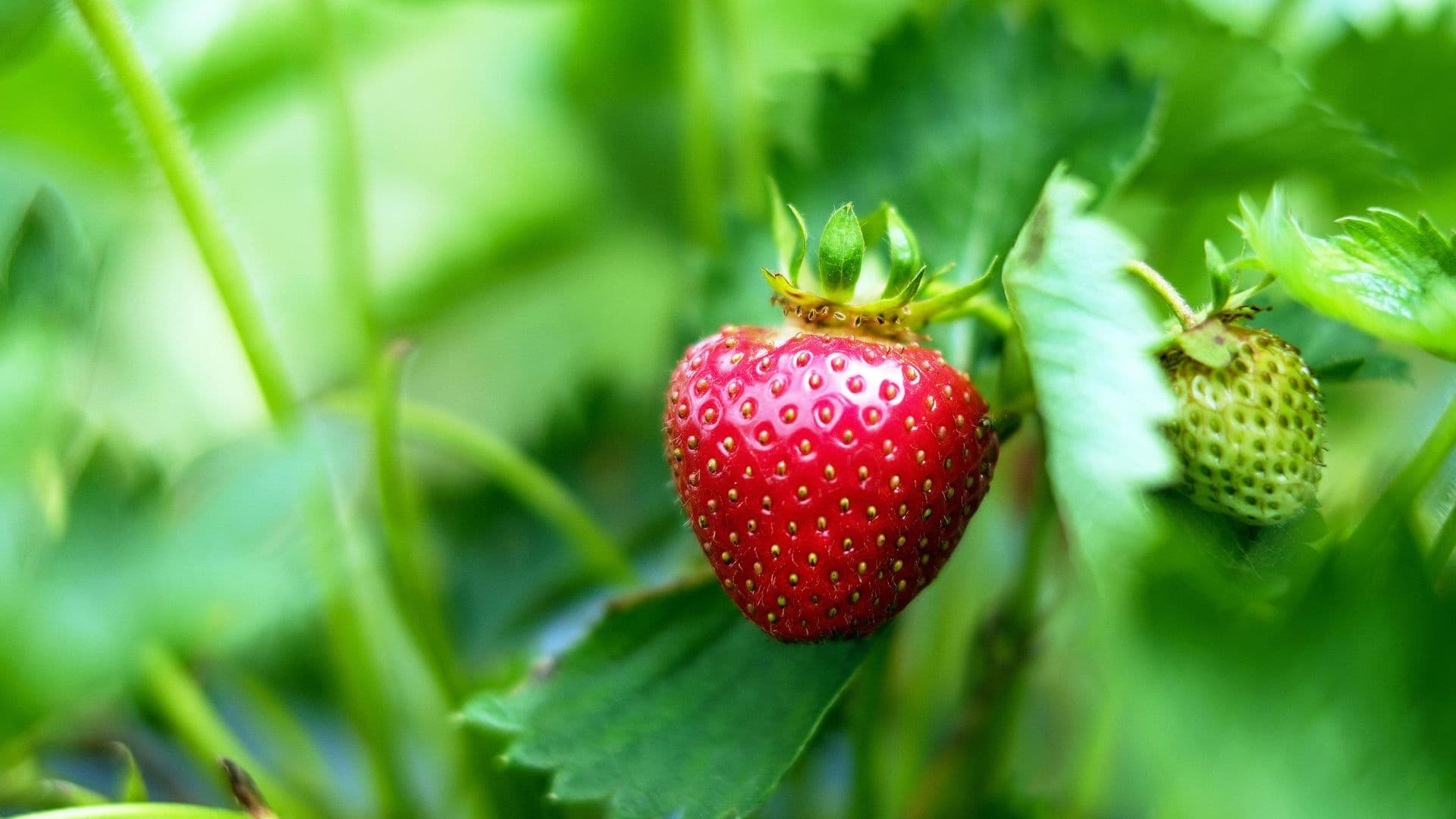 Kien's Strawberry Farm