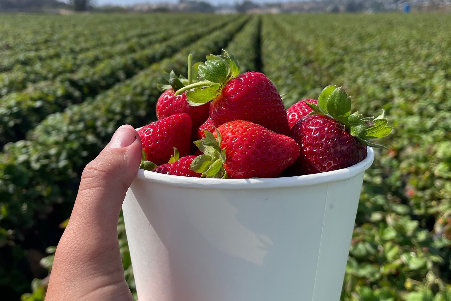 Naturipe Fruit Farm