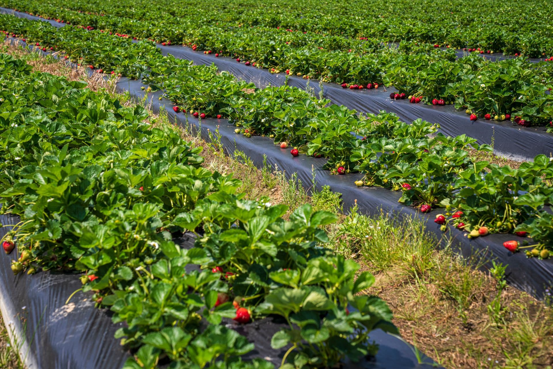Beerenberg Farm