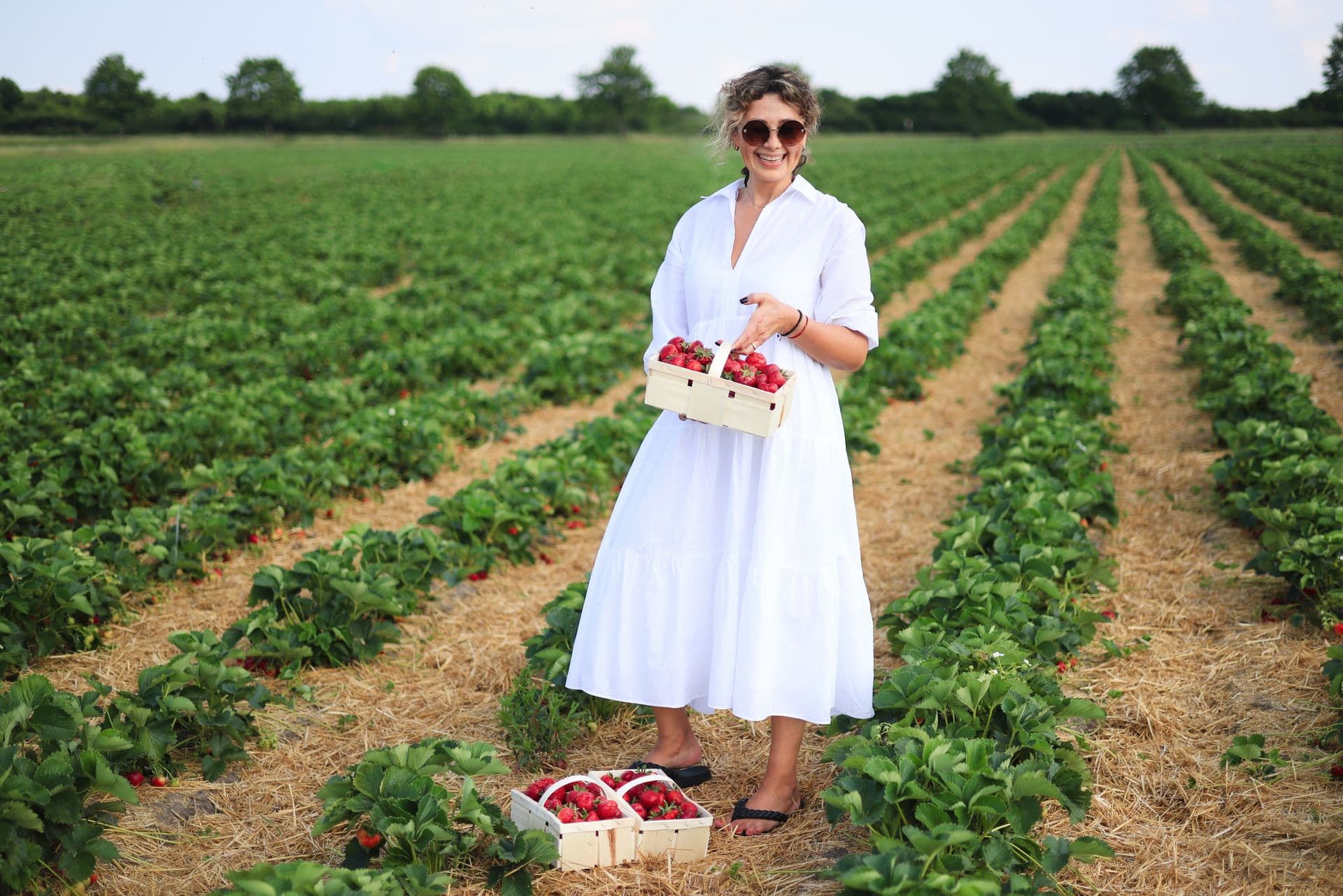 Wanneroo Strawberry Picking Farm