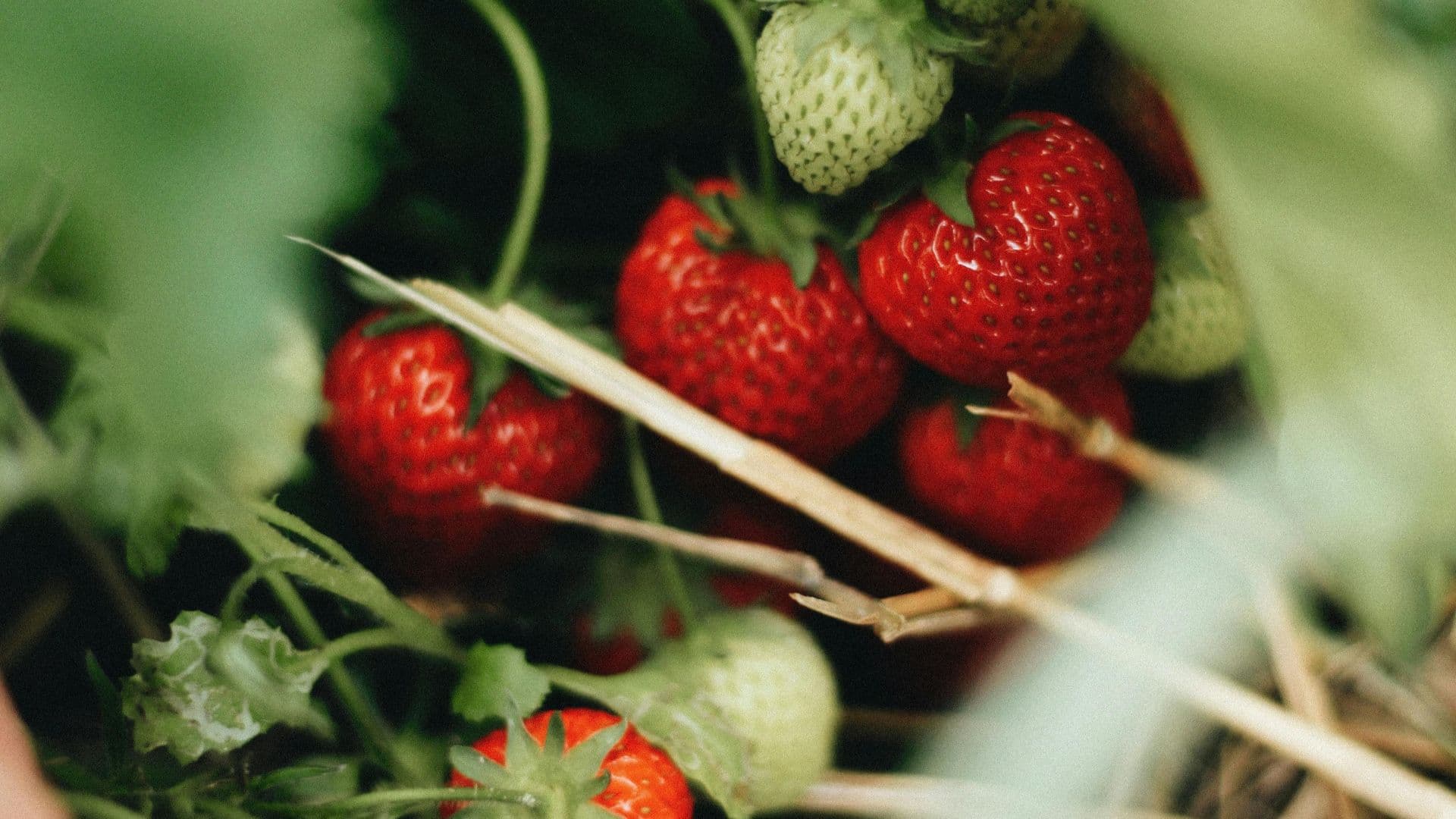 Minh Tran's Strawberry Farm