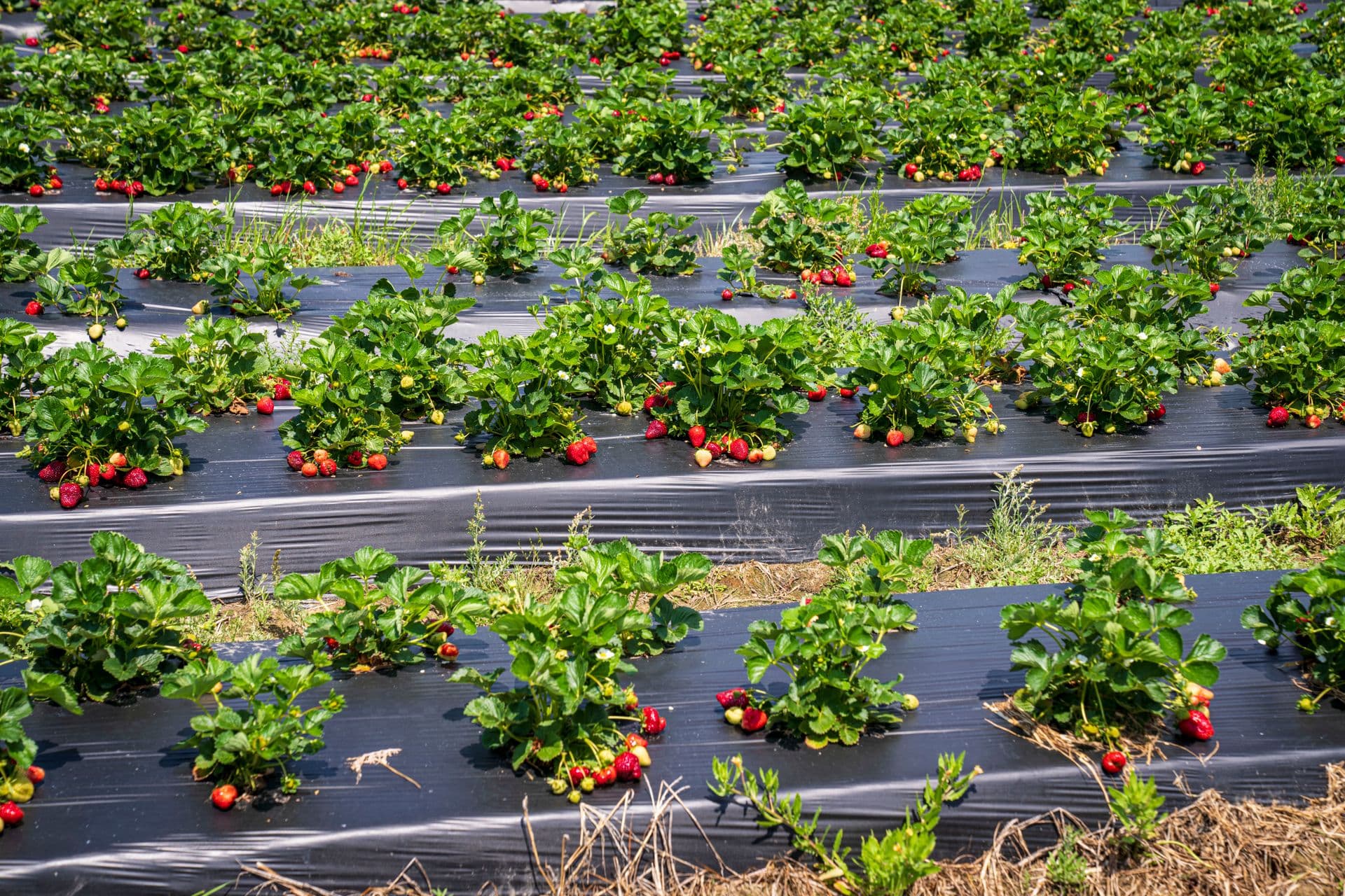 Ashbern Farms