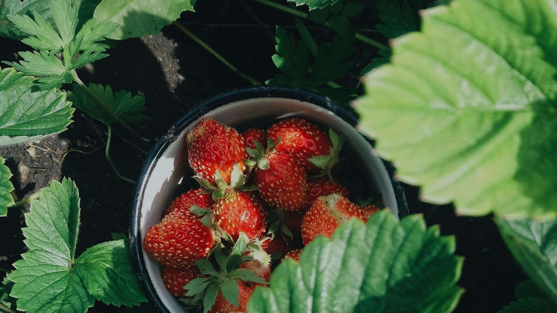 H&N Strawberries Farm