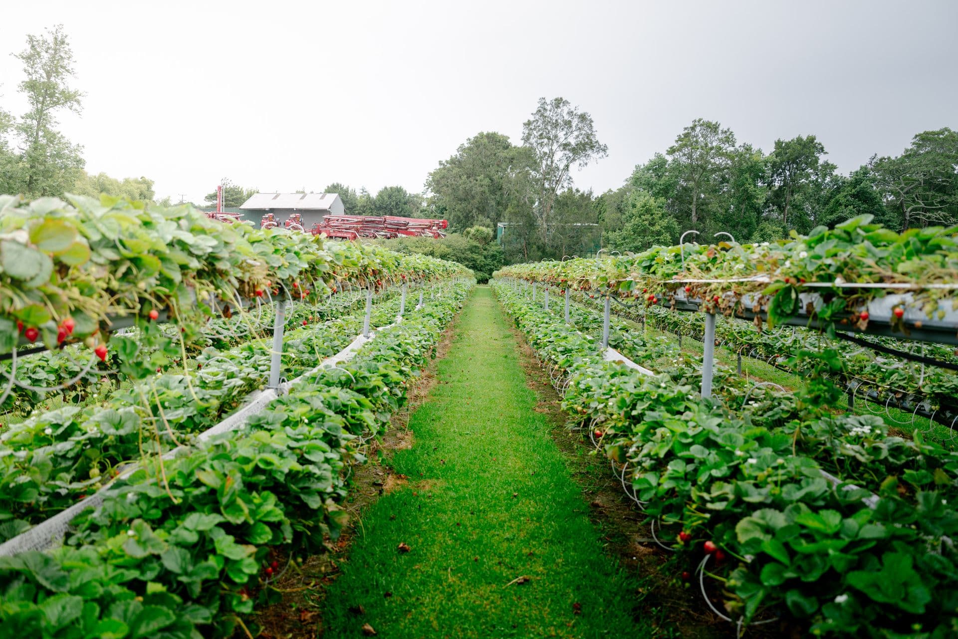 Littlewood Berry Farm