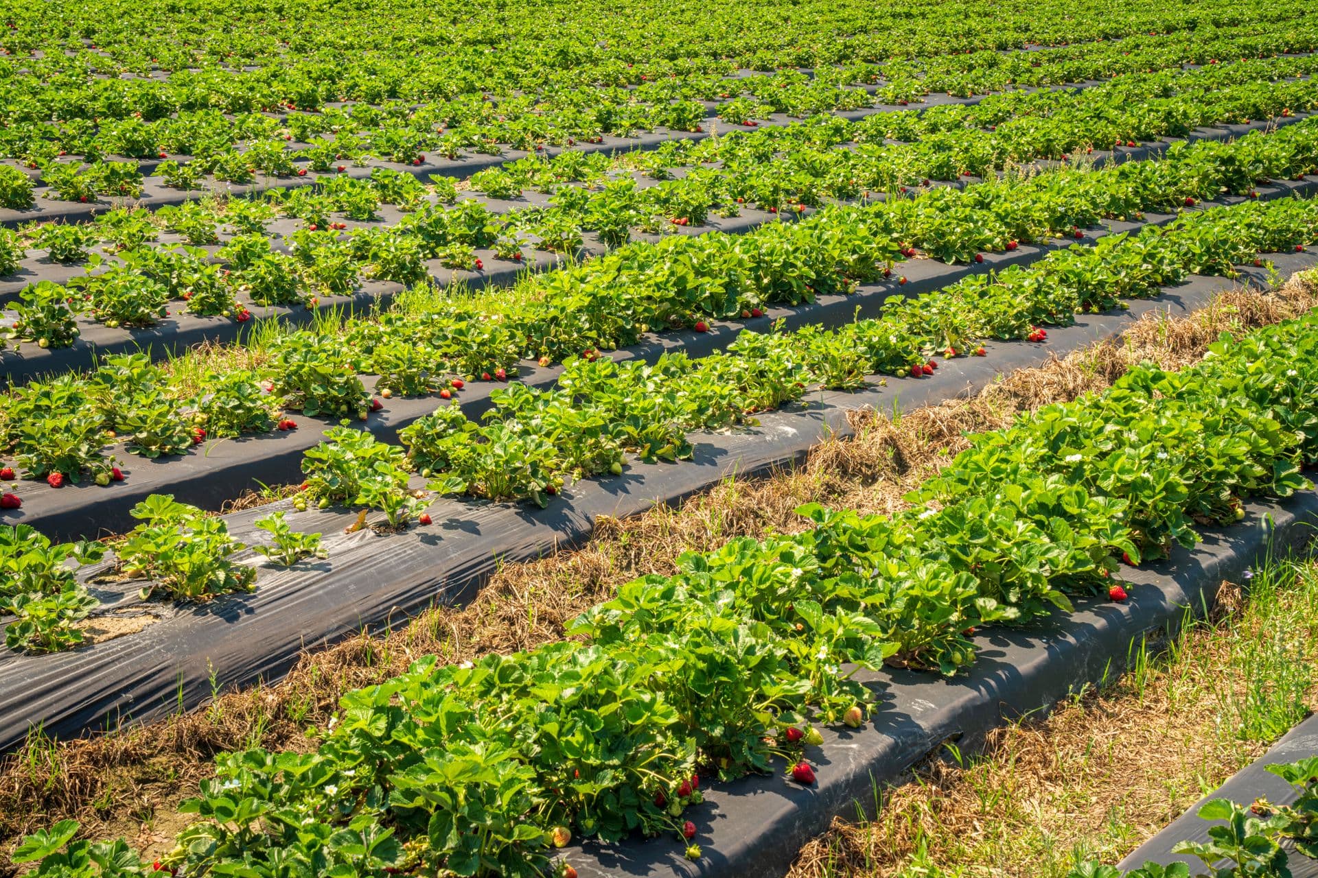Rolin Farms