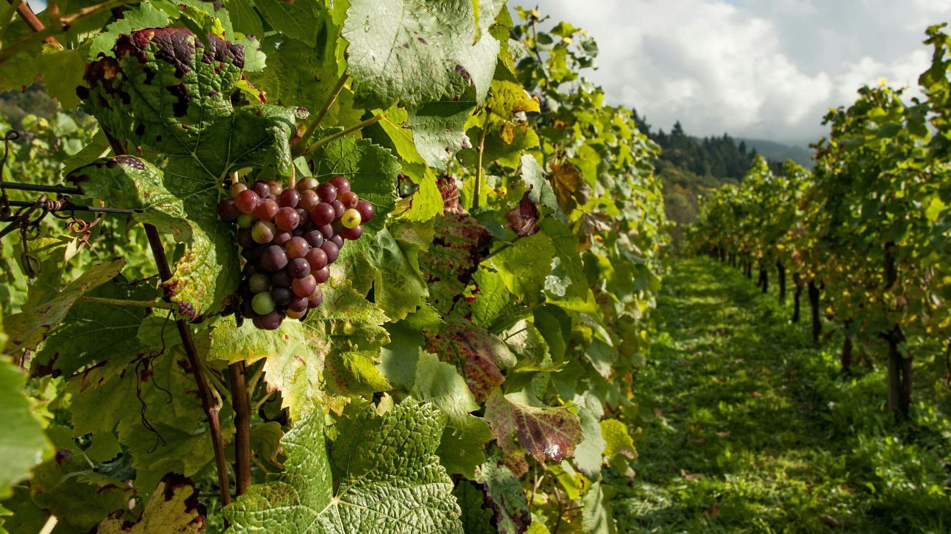 Swan Valley Fresh Fruit