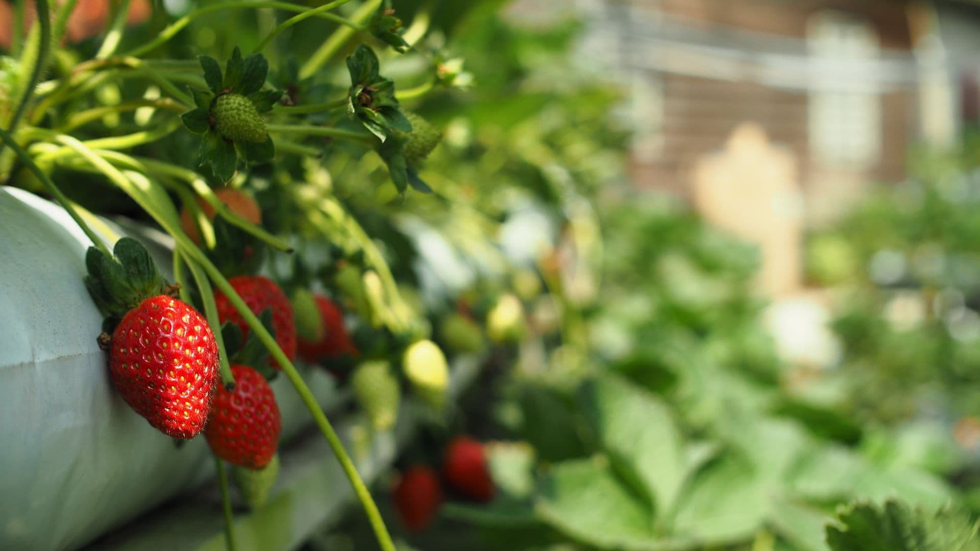 The Strawberry Forest