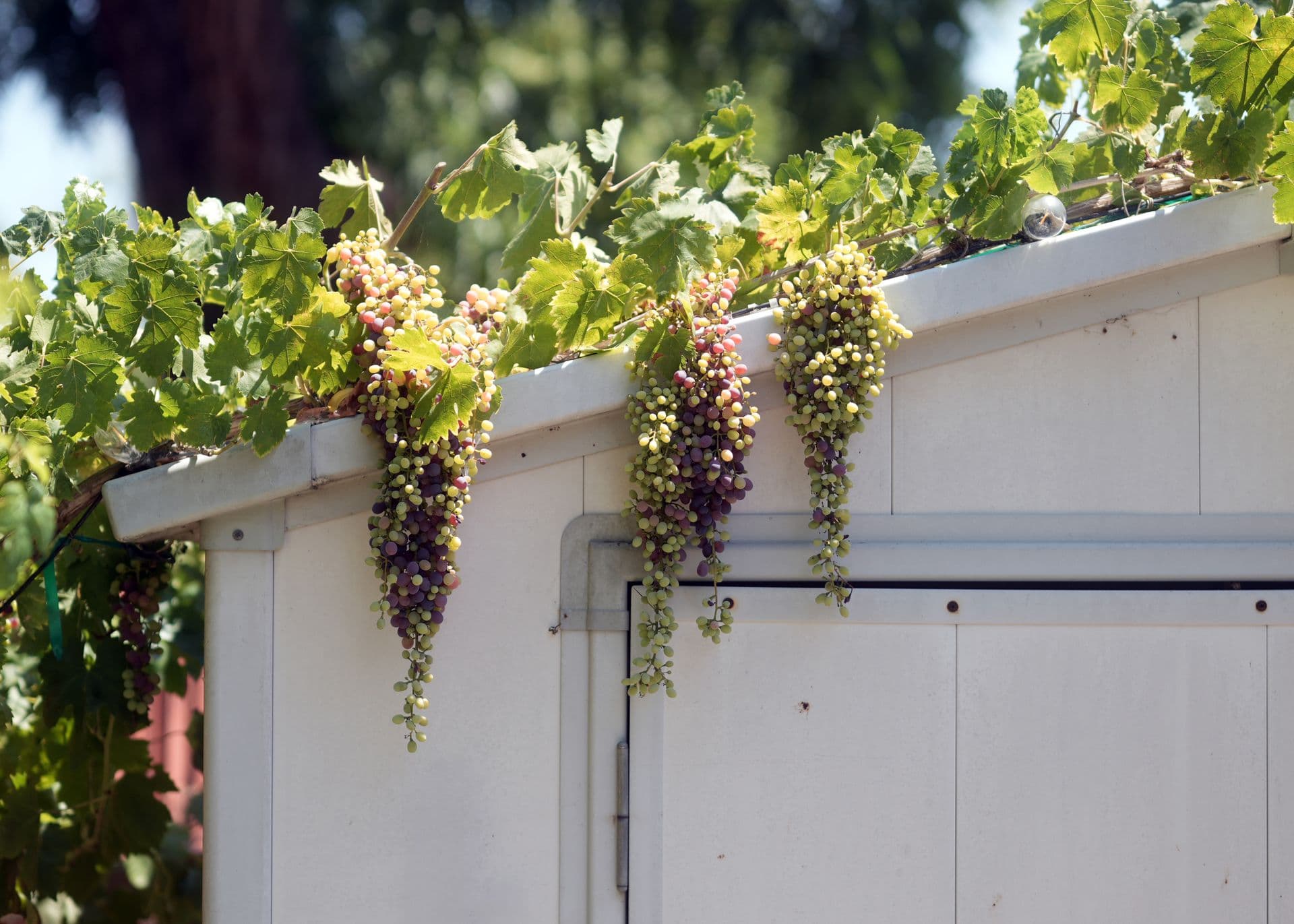 Swan Street Vineyard