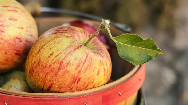 Apples