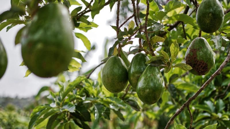 Avocados