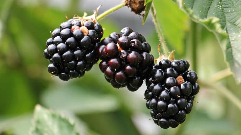 Blackberries