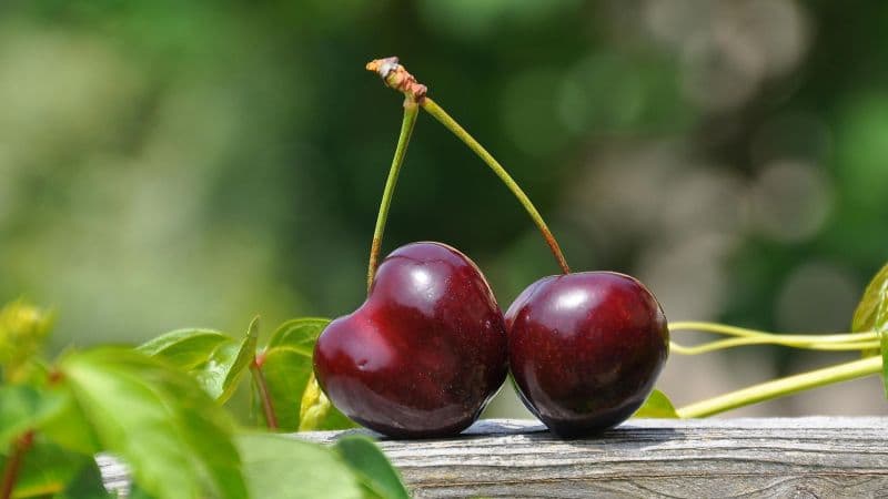 Cherries