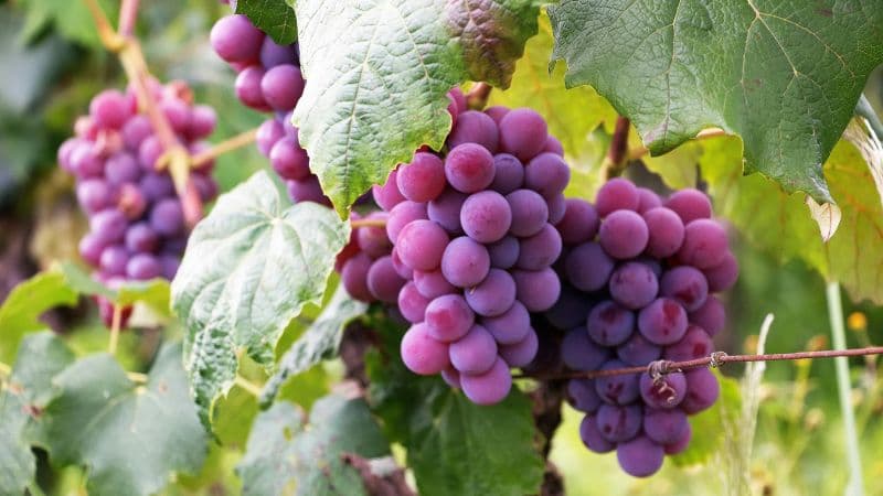 Grapes