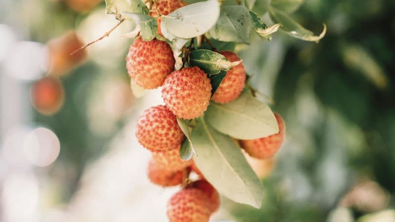 Lychees