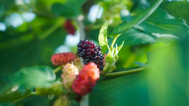 Mulberries