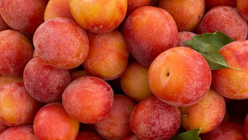 Plums