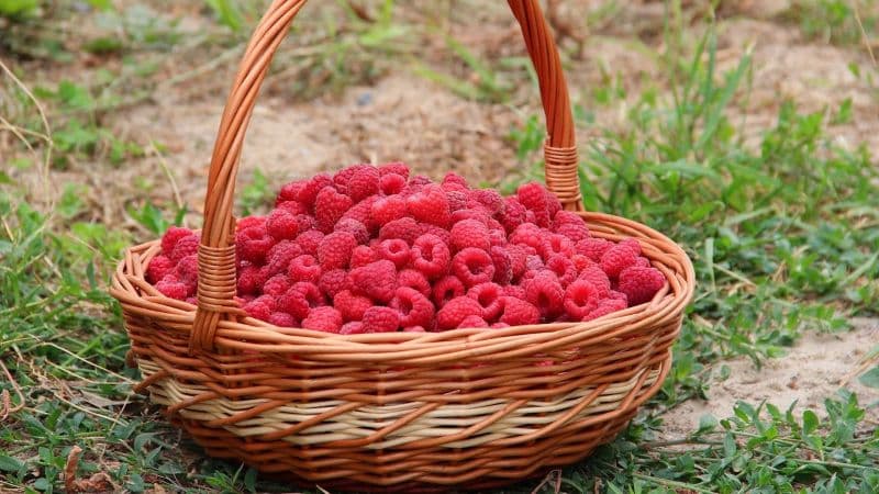 Raspberries