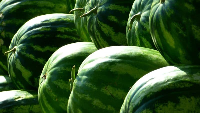 Watermelon