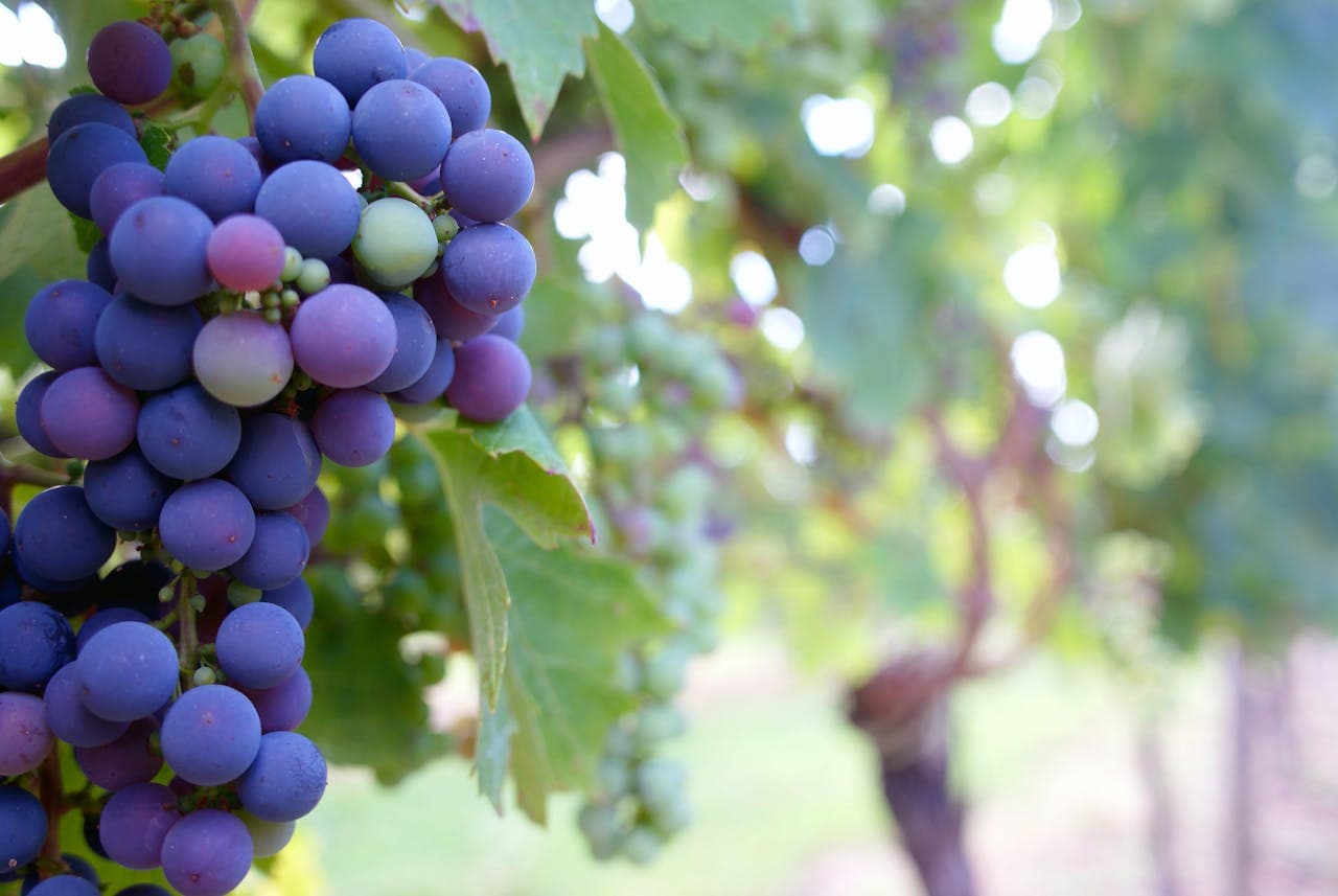 Purple grapes on vine